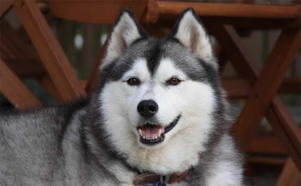 ʼ