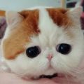 ��è���