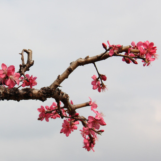 ̫ԭͬ�ǻ���