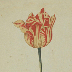 ���ڰ�����