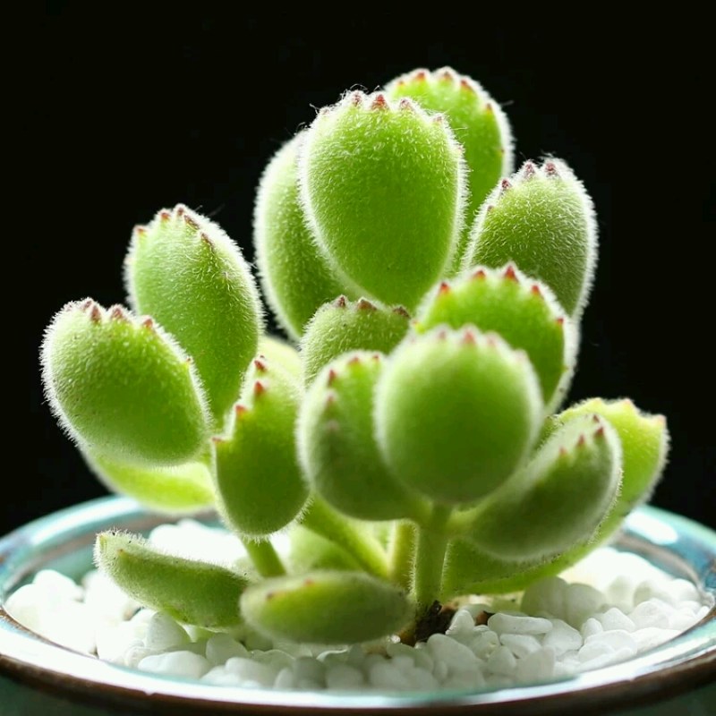 С�����ֲ��԰