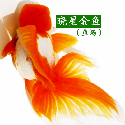ǽ