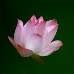 �����Ӿ��Ķ�