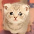 ʦֹ»