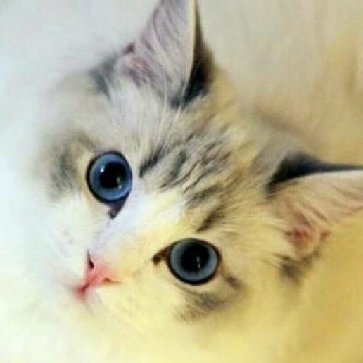 ÿһGIF